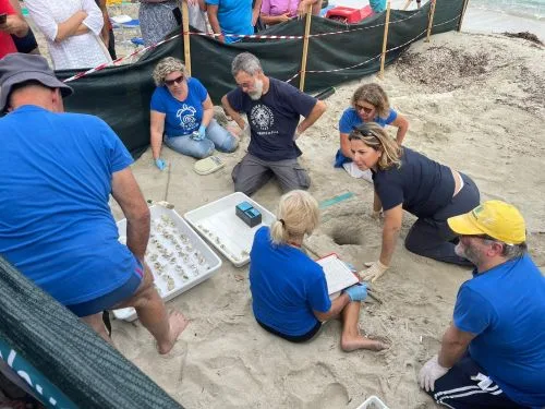 apertura nido tartarughe marine all'Isola d'Elba